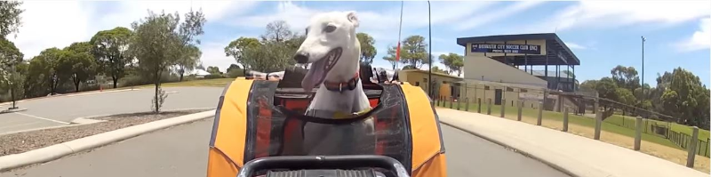 DoggyRide DoggyRide