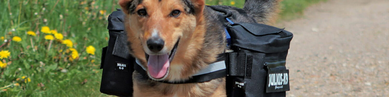 Julius K9
